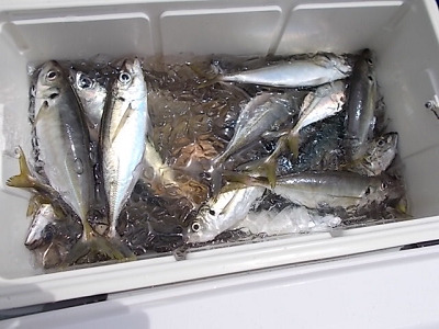 5月釣果です
