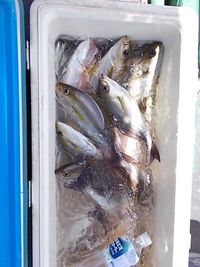 5月釣果です