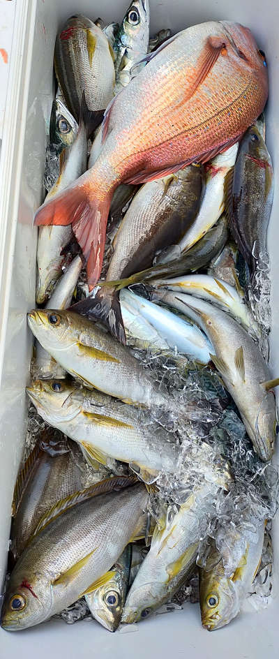 5月釣果です