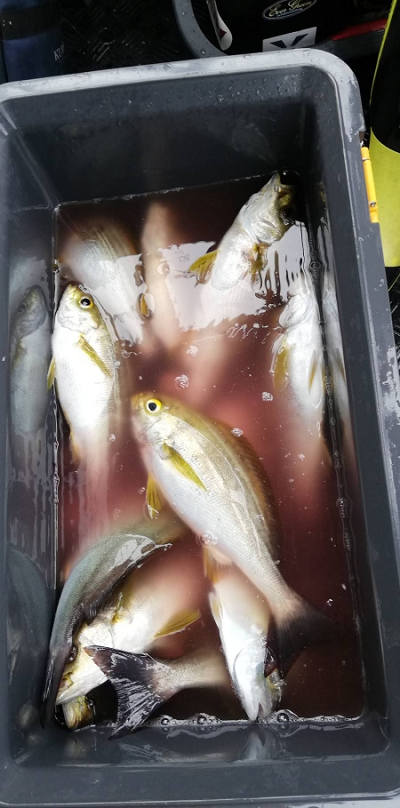 6月釣果です