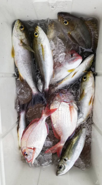6月釣果です