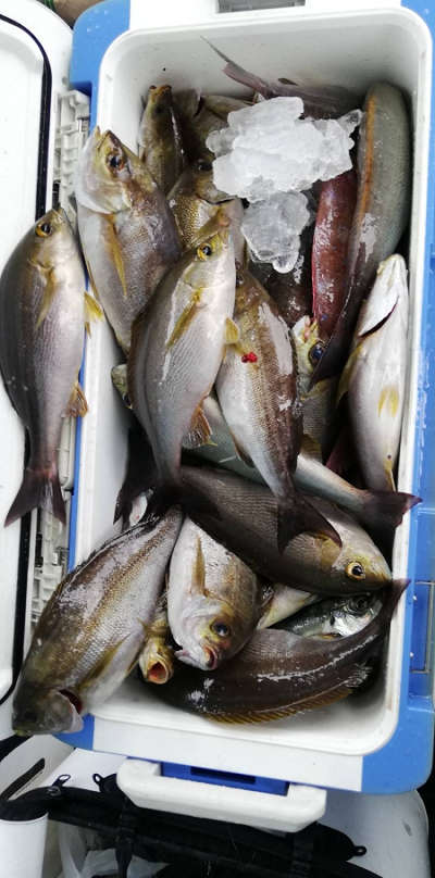 6月釣果です