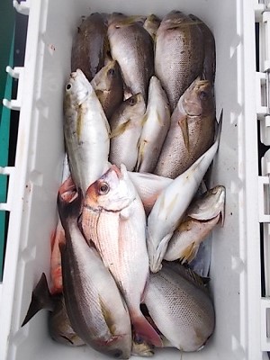 6月釣果です
