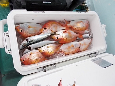 6月釣果です