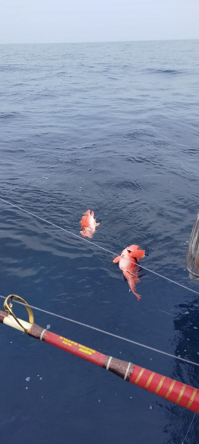 6月釣果です