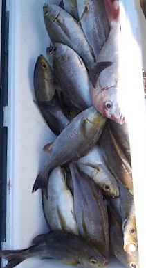 6月釣果です