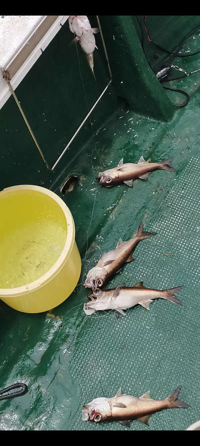 6月釣果です