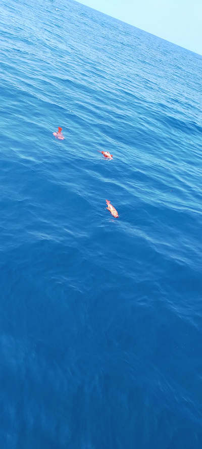 7月釣果です