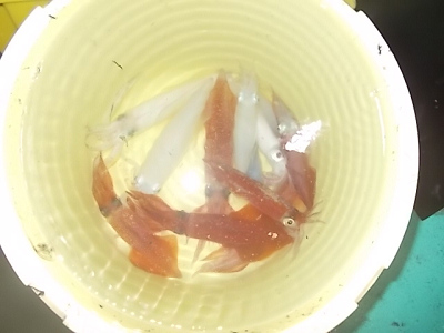 8月釣果です