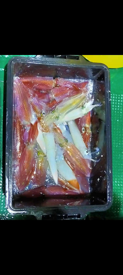 8月釣果です