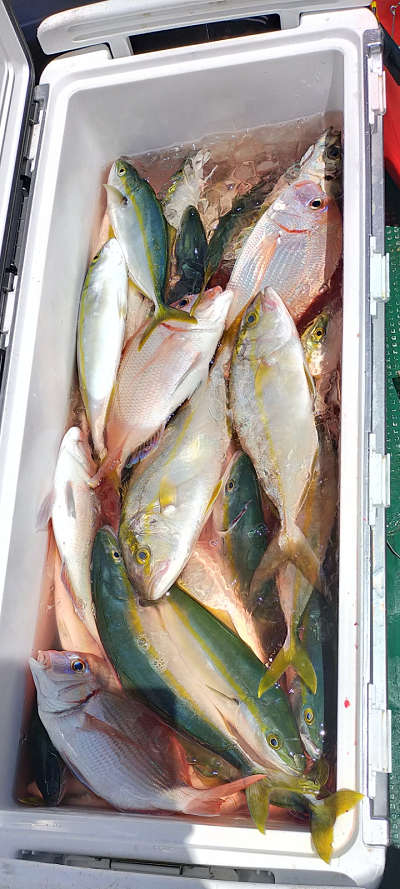 8月釣果です