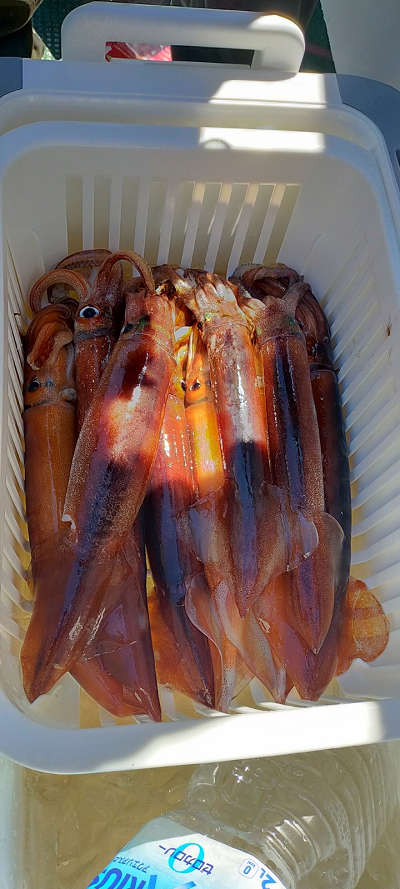 8月釣果です