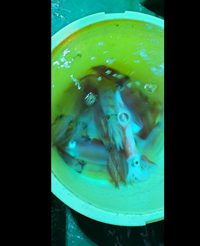 8月釣果です