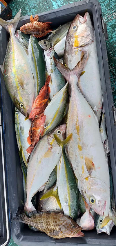 8月釣果です