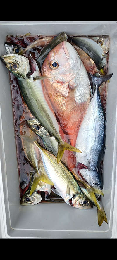 9月釣果です