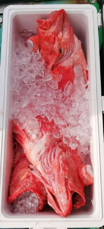 1月釣果です