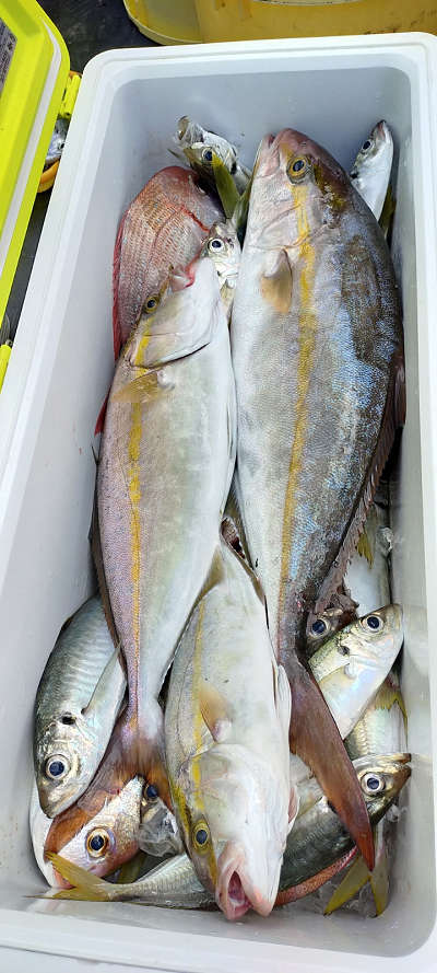 9月釣果です