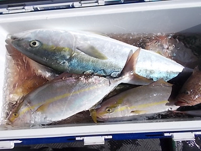 10月釣果です