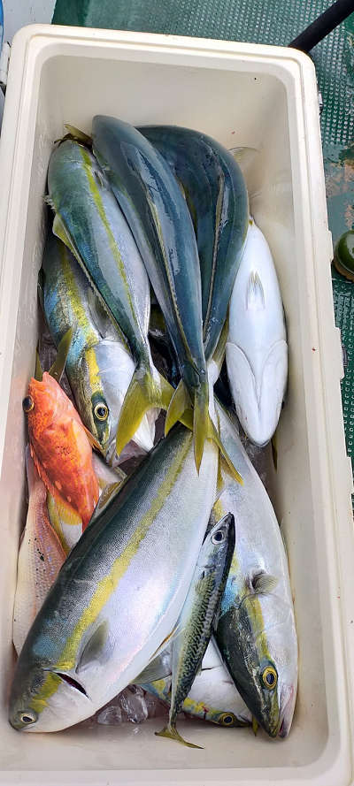 11月釣果です