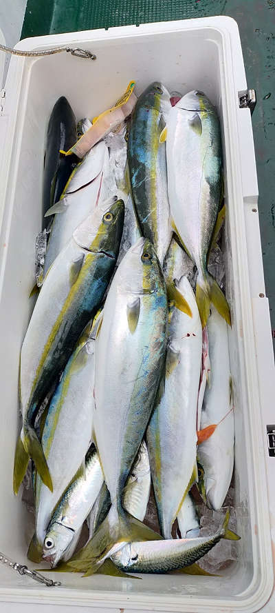 11月釣果です