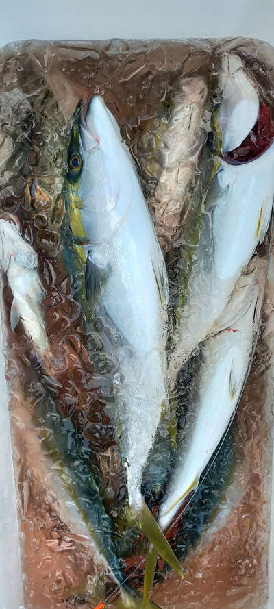 12月釣果です
