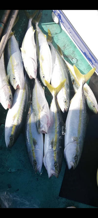 12月釣果です