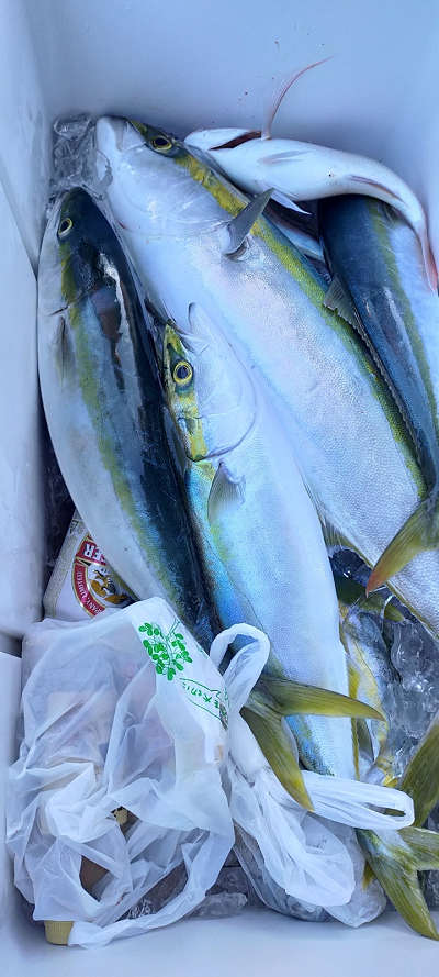 12月釣果です