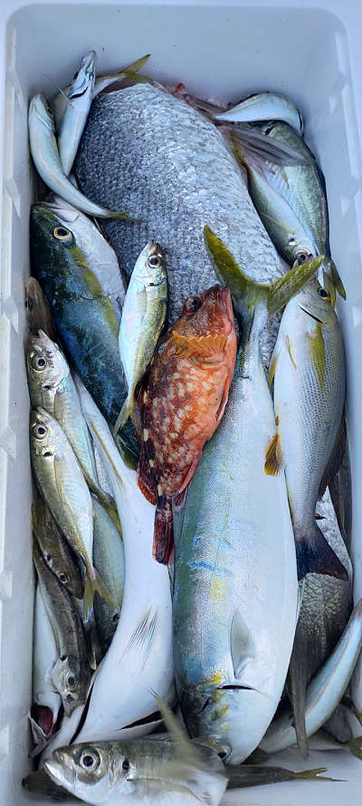 12月釣果です