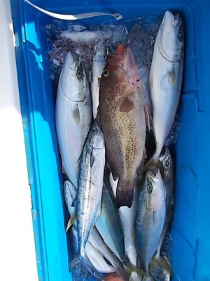 12月釣果です