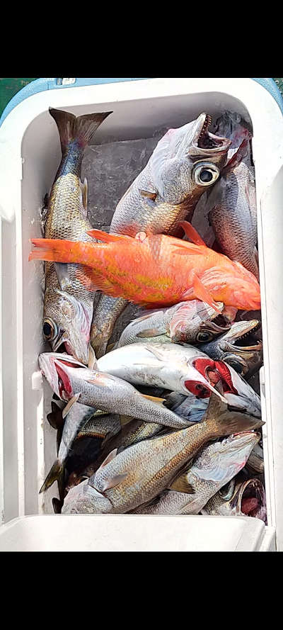 12月釣果です