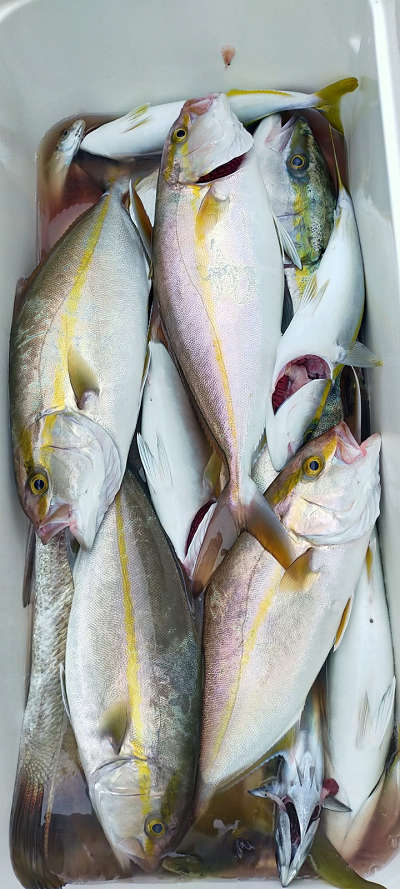 10月釣果です