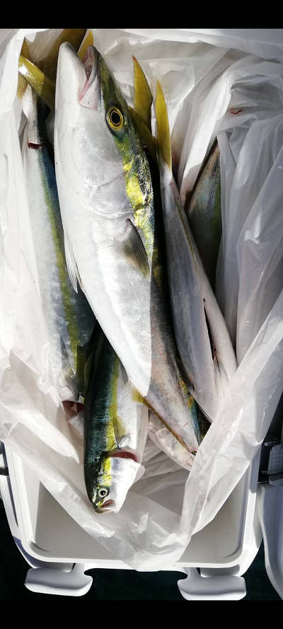 12月釣果です