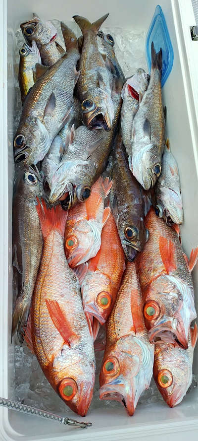 12月釣果です