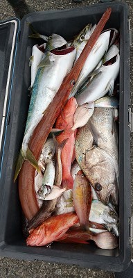 12月釣果です