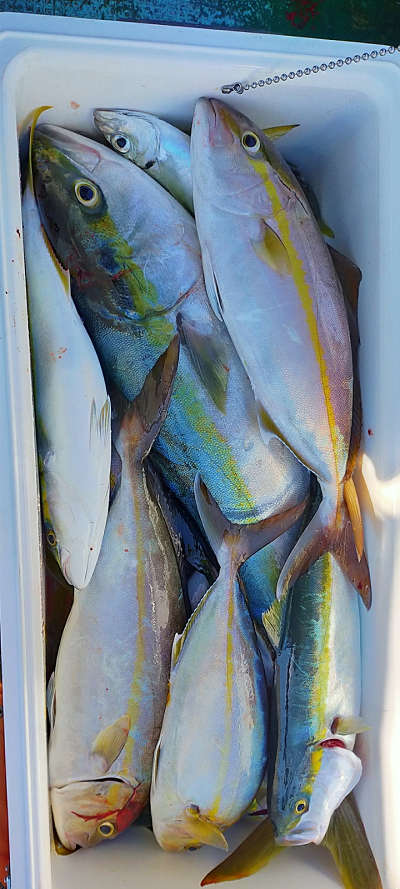 10月釣果です