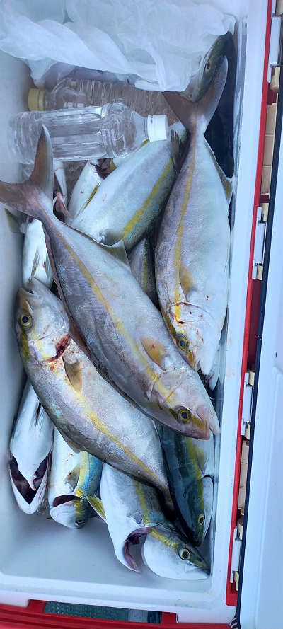 10月釣果です