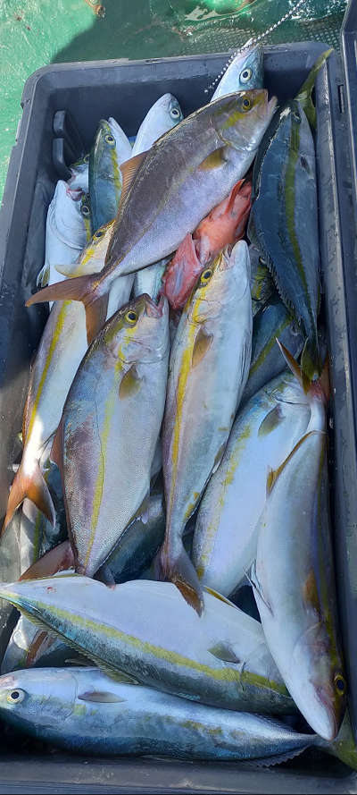 10月釣果です