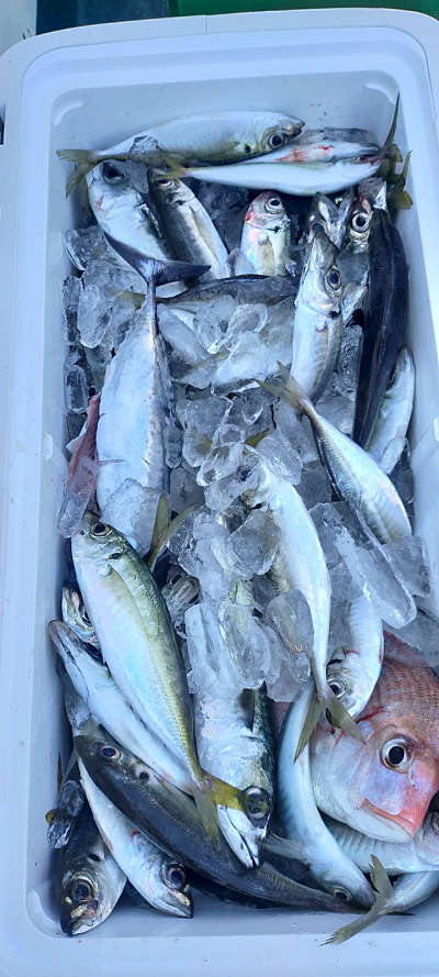 5月釣果です