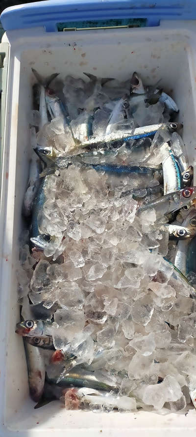 1月釣果です