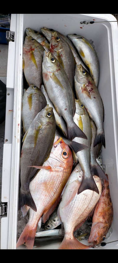 6月釣果です