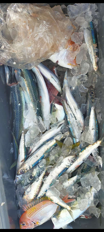 1月釣果です