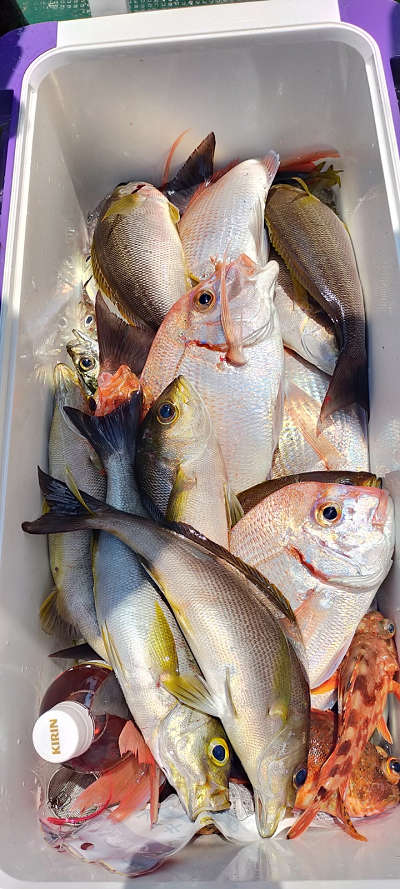 6月釣果です