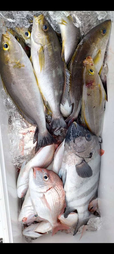 6月釣果です