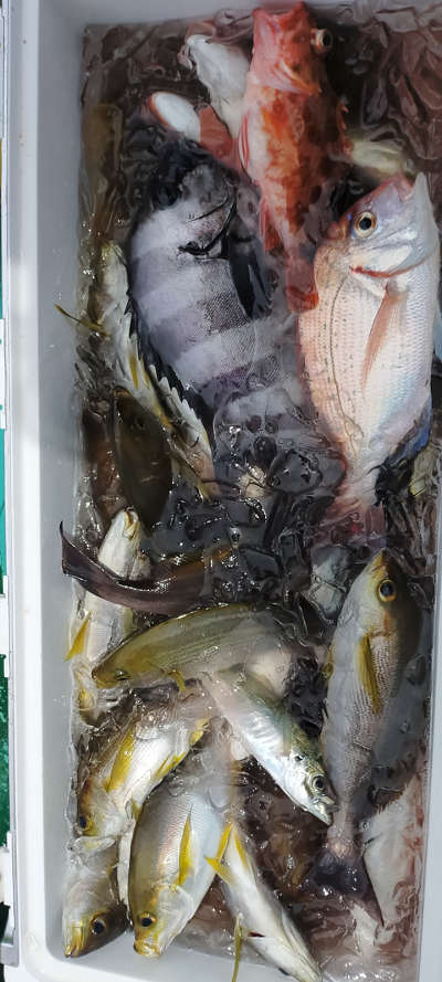 6月釣果です