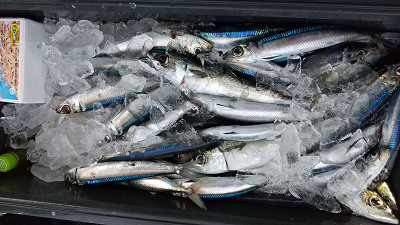 1月釣果です
