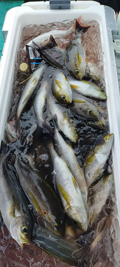 6月釣果です