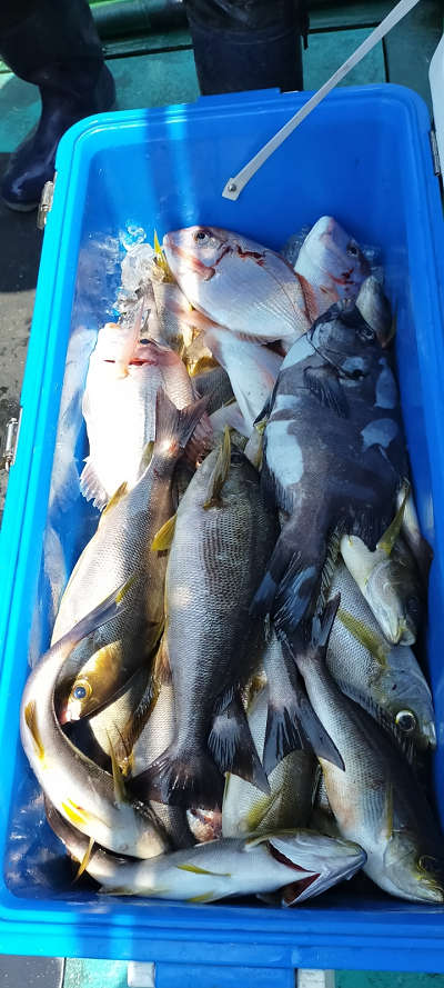 6月釣果です