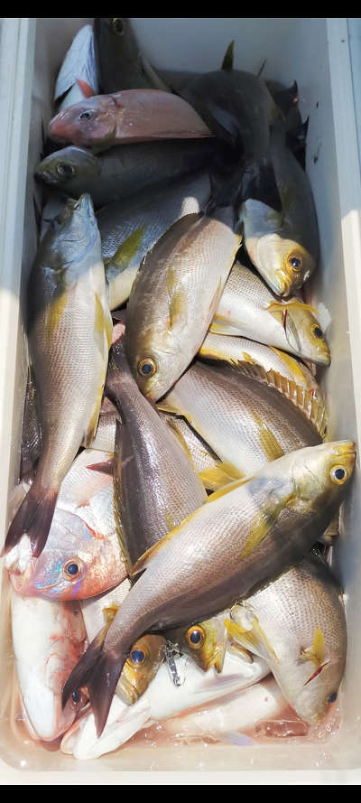 6月釣果です