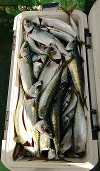 1月釣果です