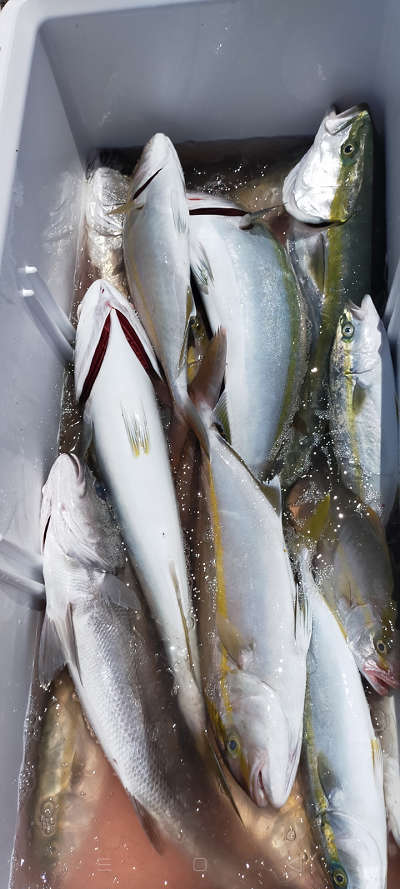 7月釣果です